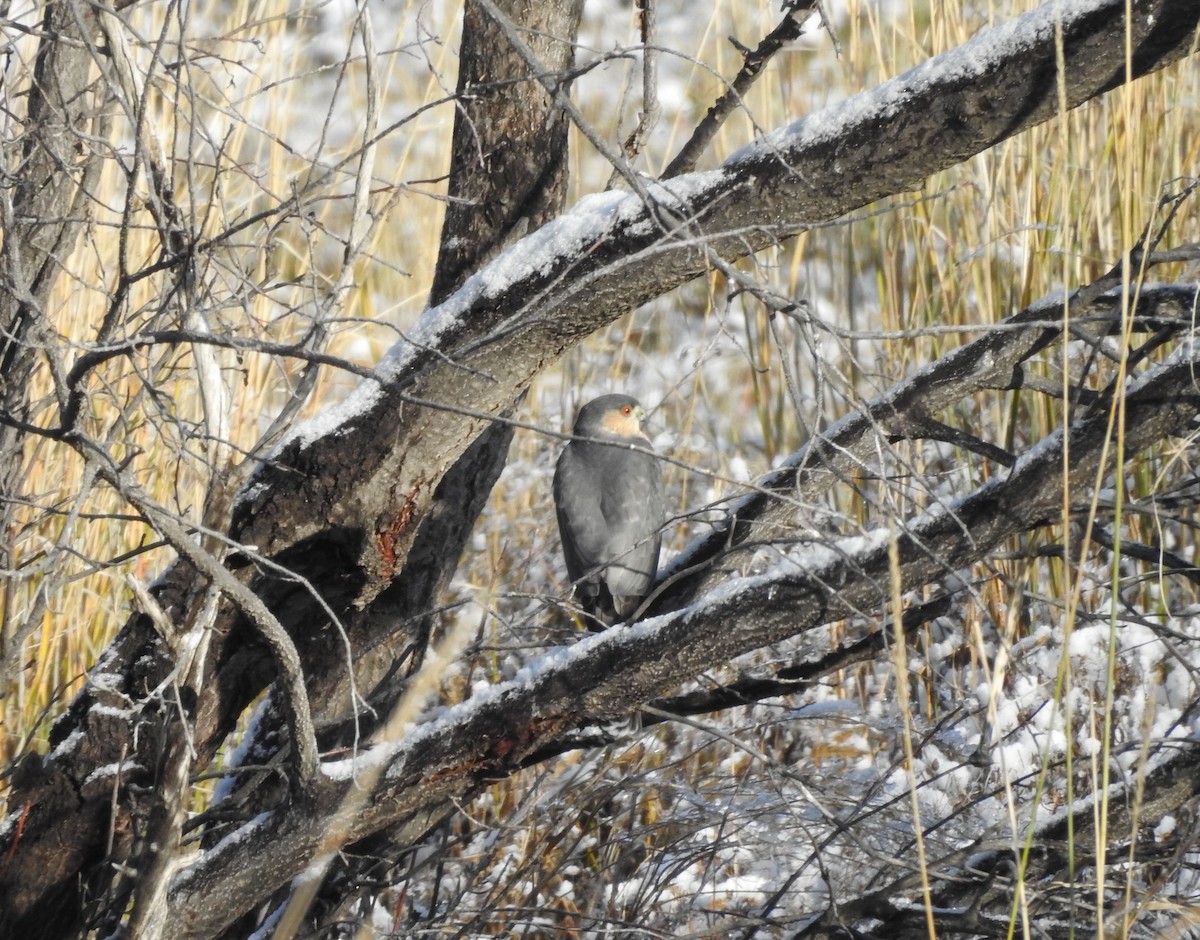 Sharp-shinned Hawk - ML497378431