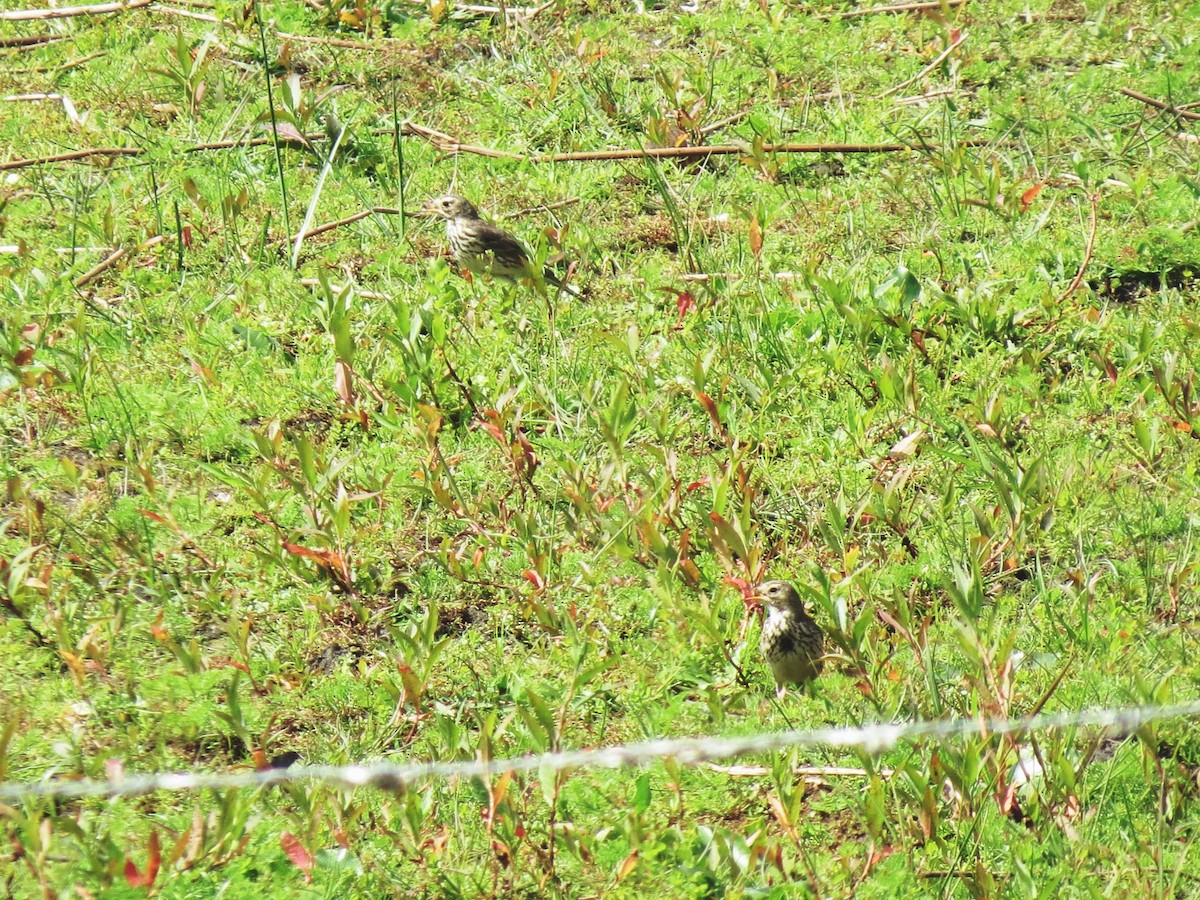 American Pipit - Sara Miller
