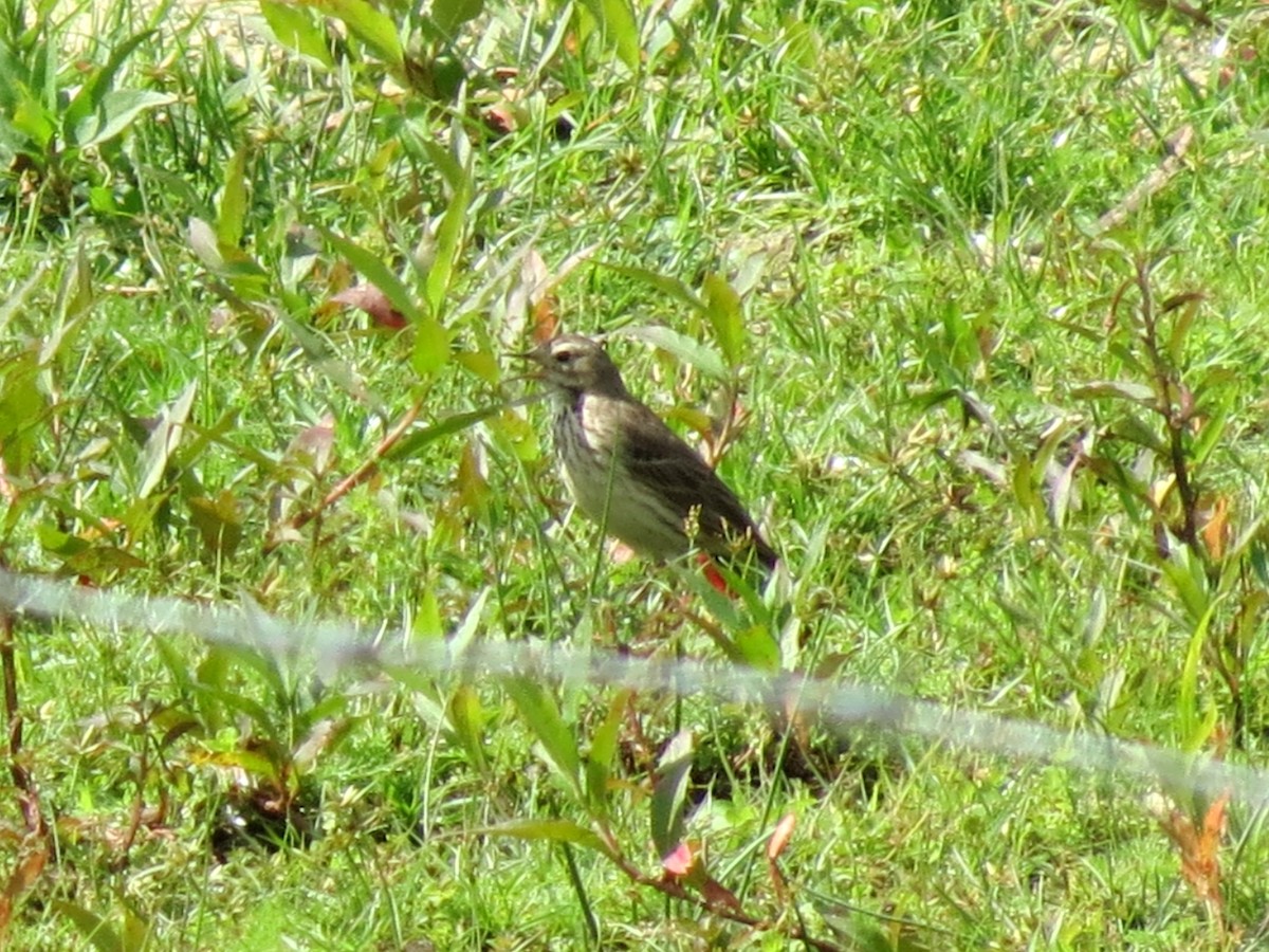 American Pipit - ML49738011