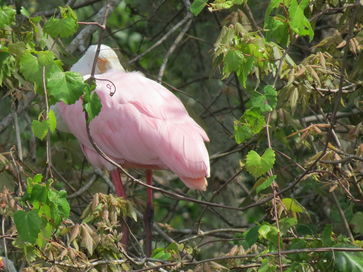 kolpík růžový - ML49738061