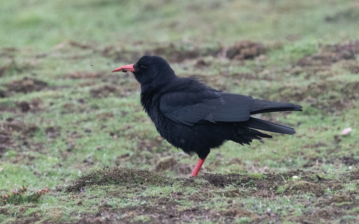 Red-billed Chough - ML497380631