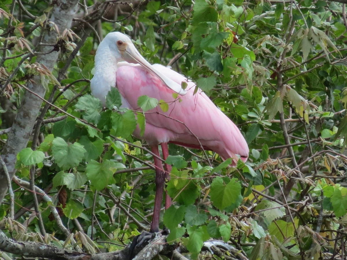 Roseate Spoonbill - ML49738071