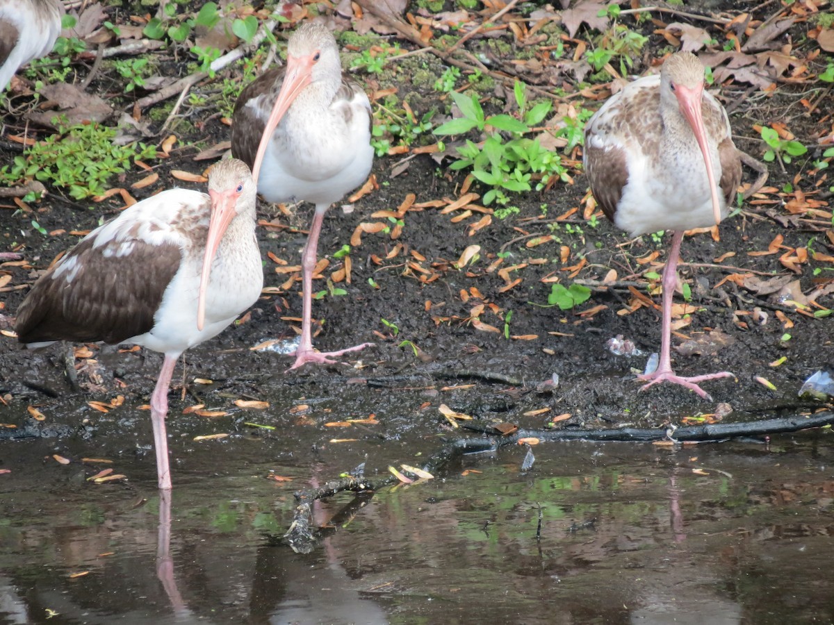 ibis bílý - ML49738101