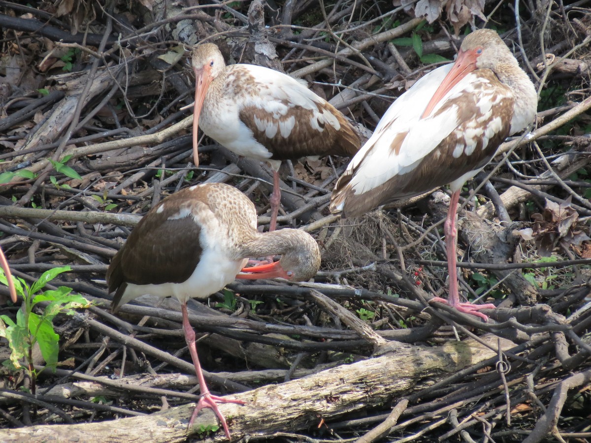 ibis bílý - ML49738121