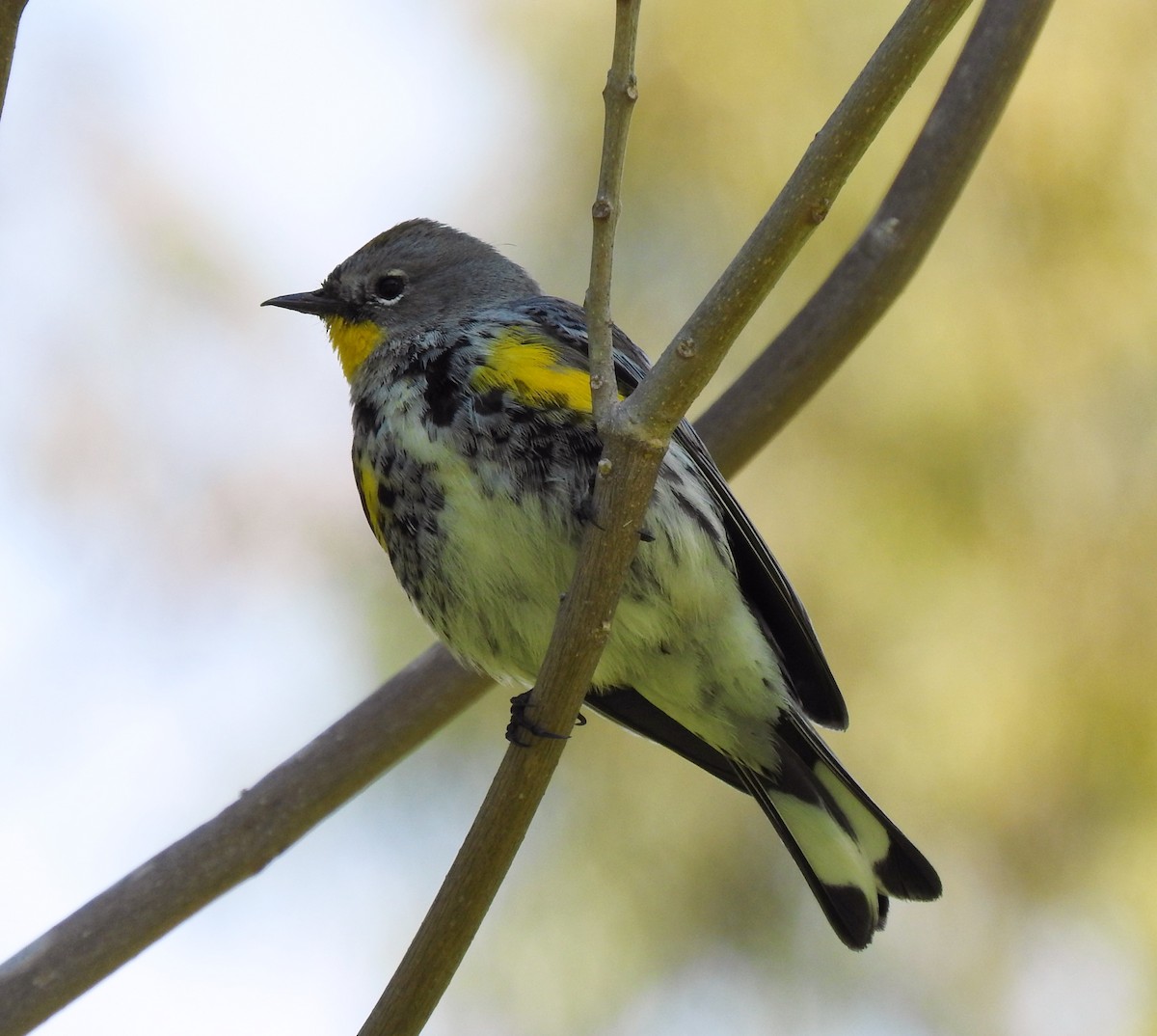 Yellow-rumped Warbler - ML49738141