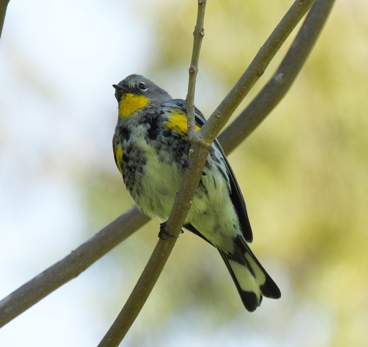 Yellow-rumped Warbler - ML49738151