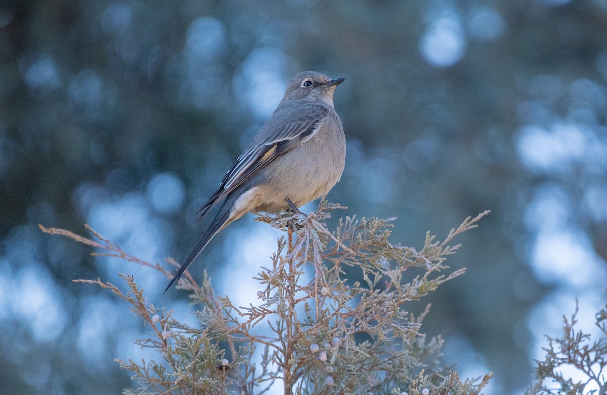 Townsend's Solitaire - ML497383731