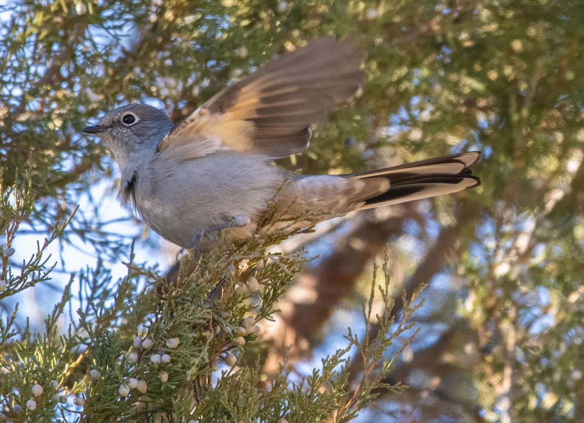Townsend's Solitaire - ML497384161