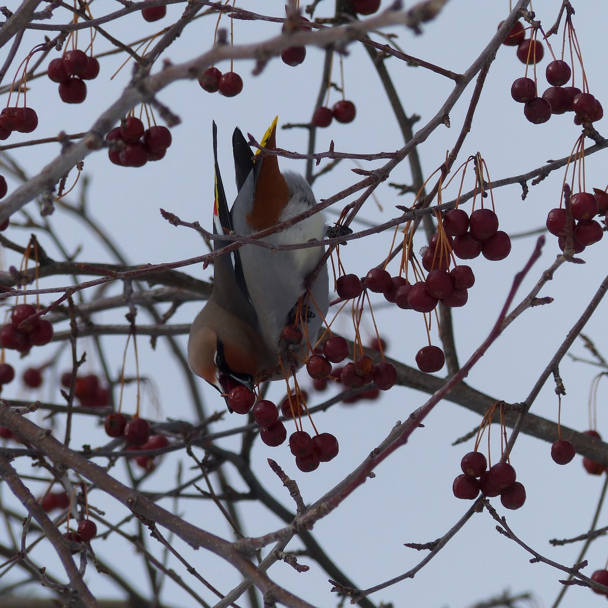 Bohemian Waxwing - ML49738741