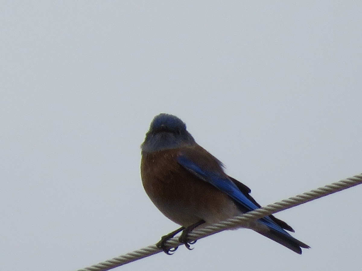 Western Bluebird - ML497387981