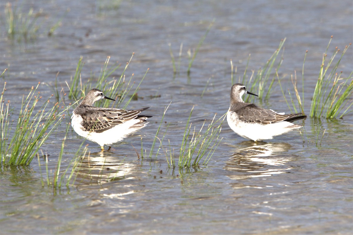 Wilson's Phalarope - ML497389261