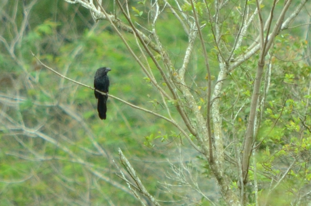 Smooth-billed Ani - ML497397071