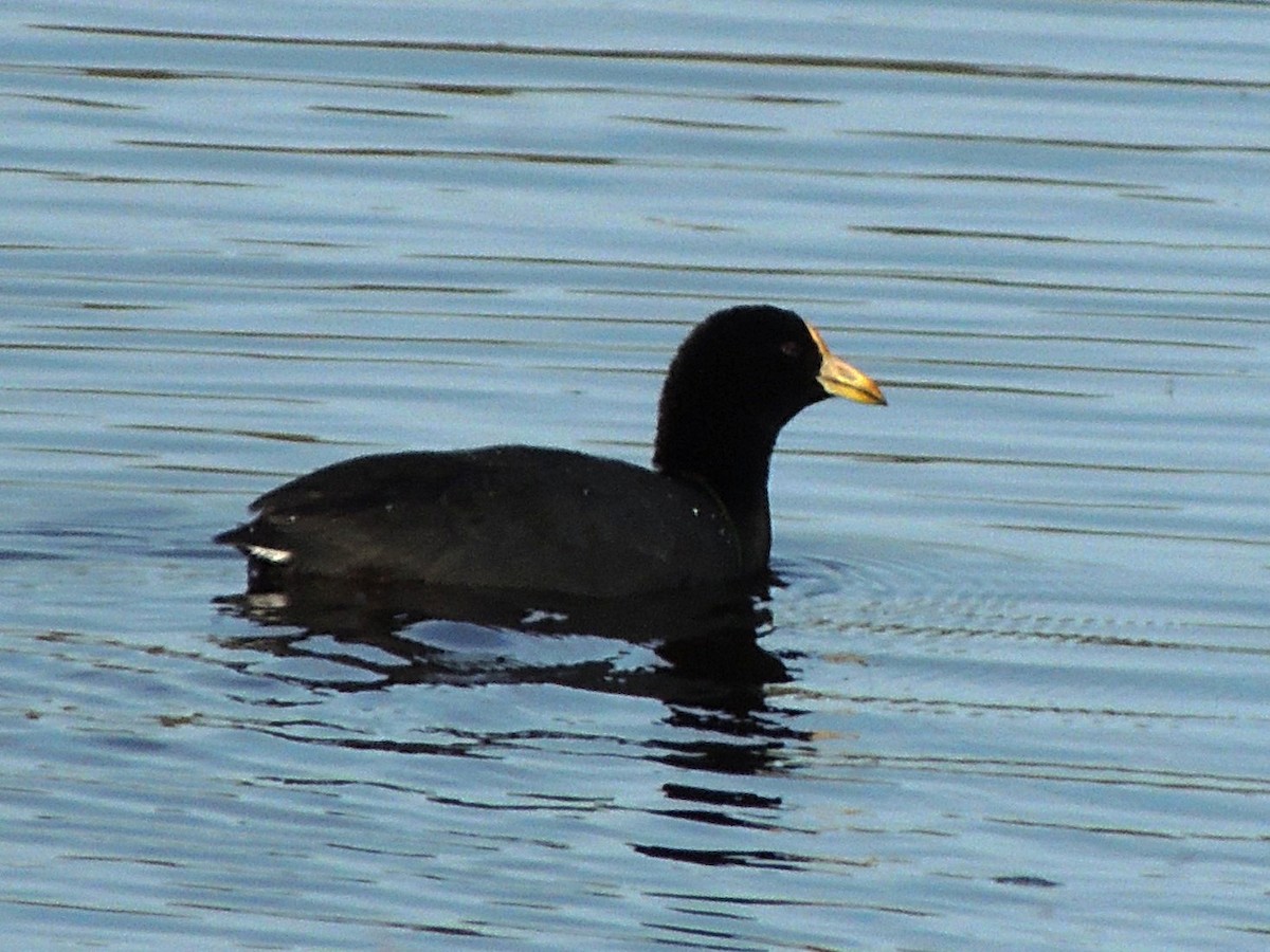 White-winged Coot - ML497397611
