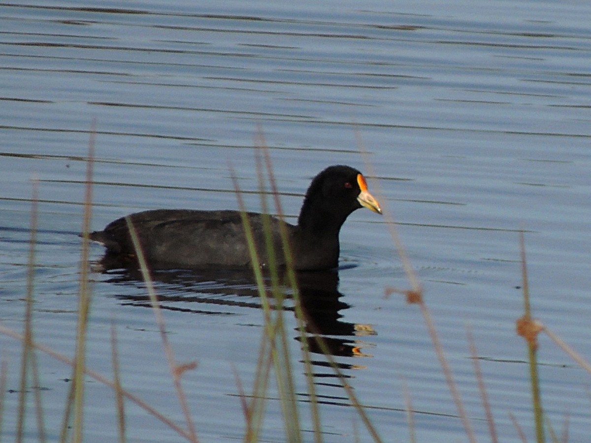 White-winged Coot - ML497397621