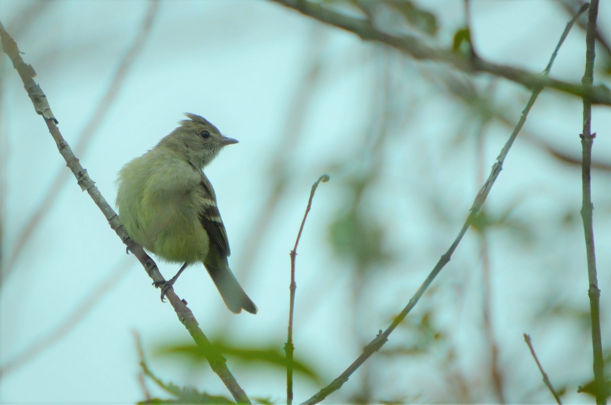 Yellow-bellied Elaenia - ML497399031