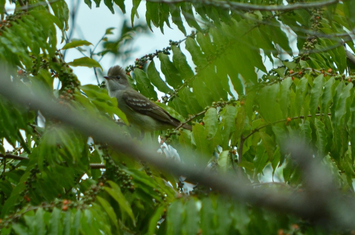 Large Elaenia - silvia sokolovsky