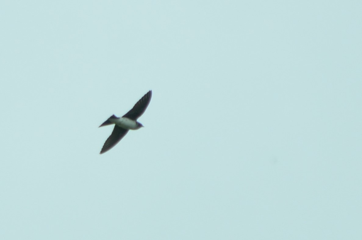 Gray-breasted Martin - ML497399471