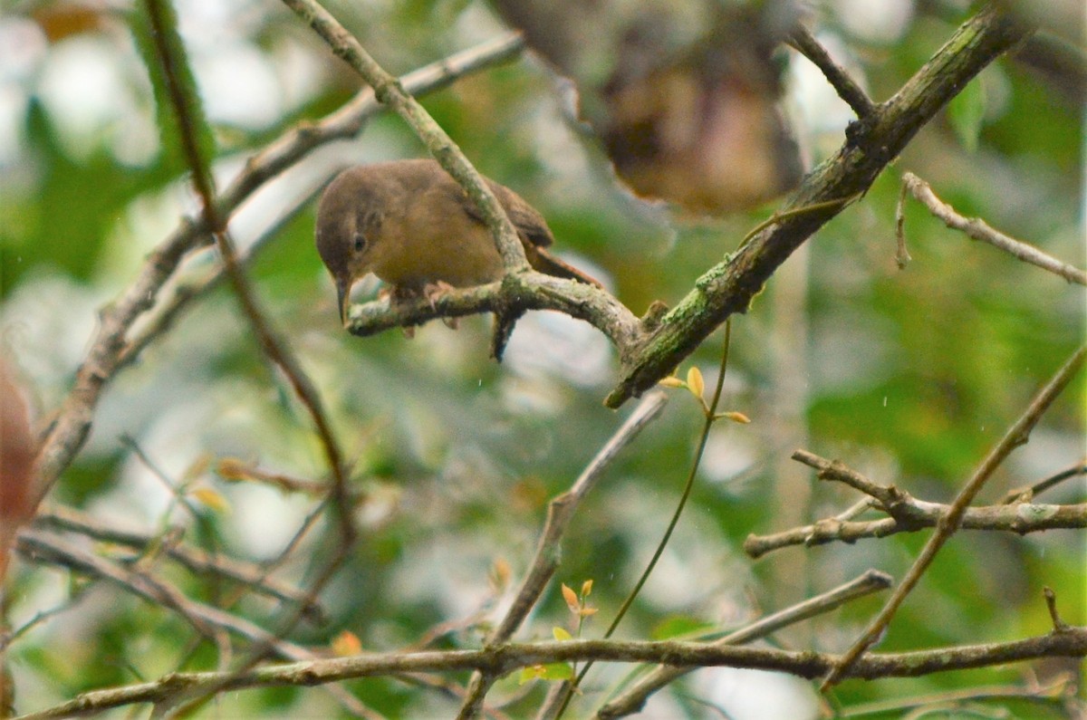 House Wren - ML497399541