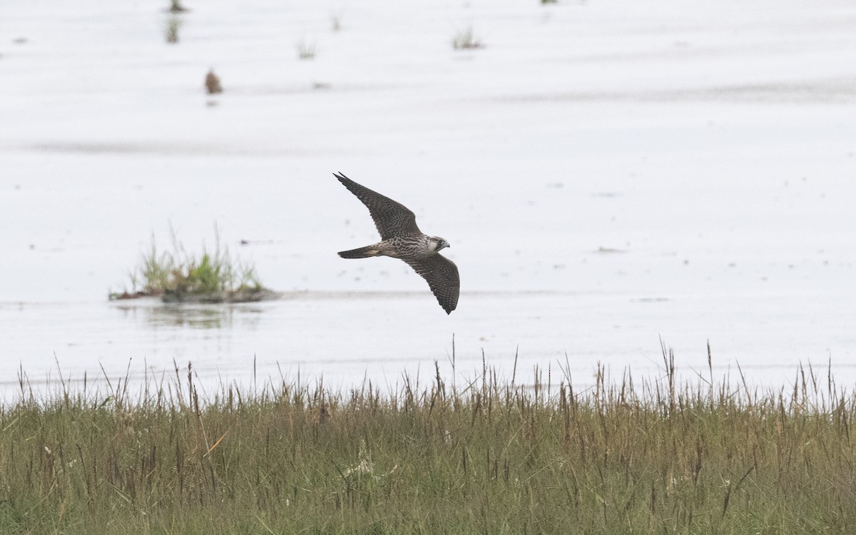 Peregrine Falcon - ML497400971