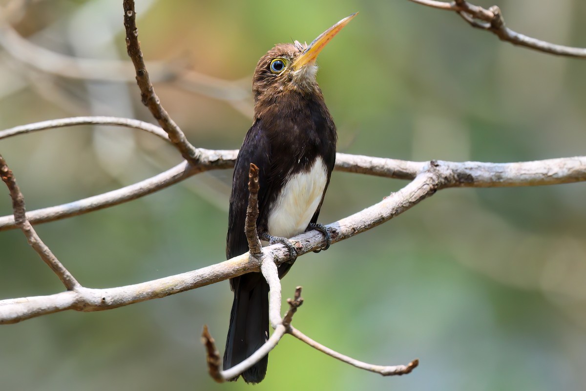 Brown Jacamar - ML497402521