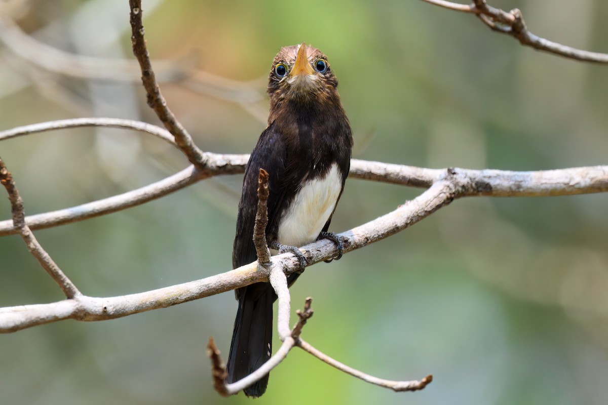 Brown Jacamar - ML497402561