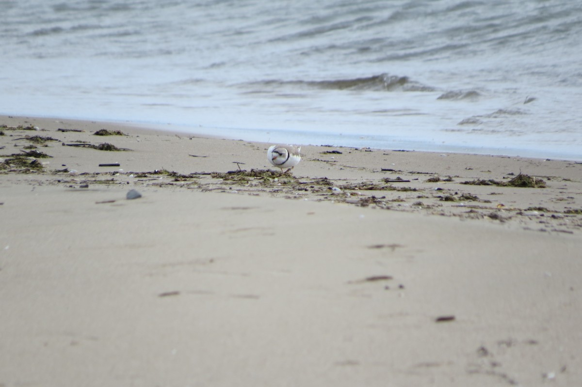 Piping Plover - ML497405251