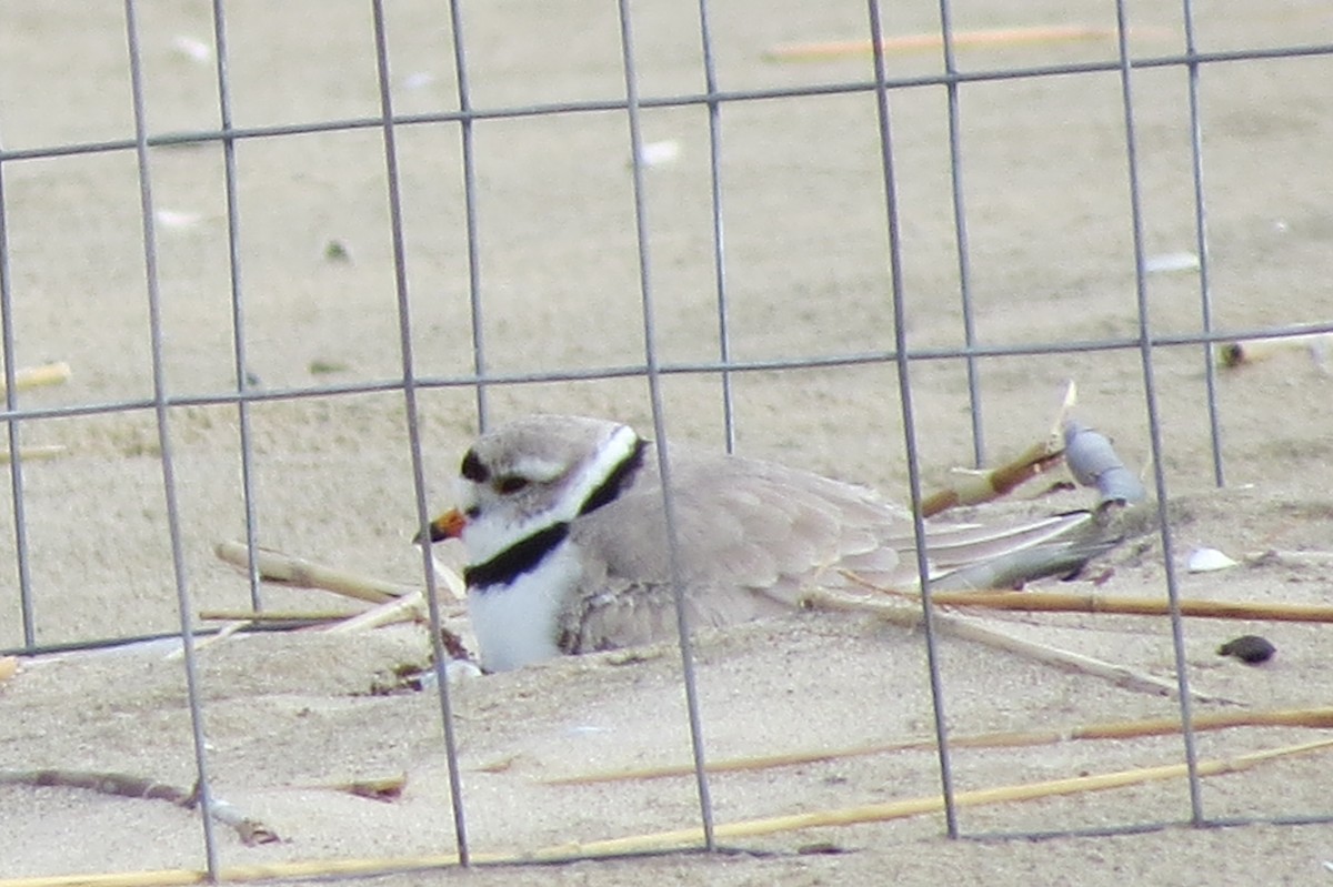 Piping Plover - ML497405261