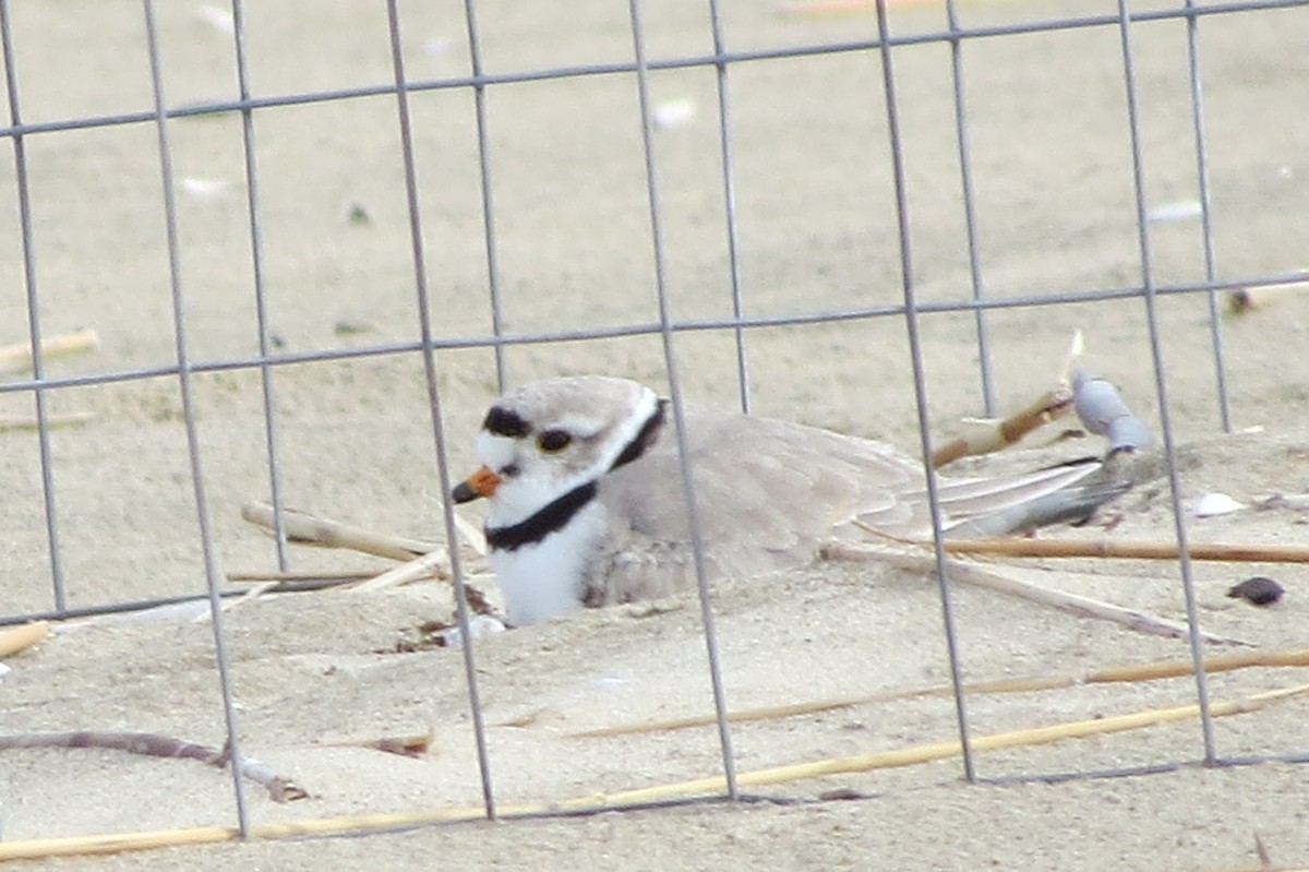 Piping Plover - ML497405271