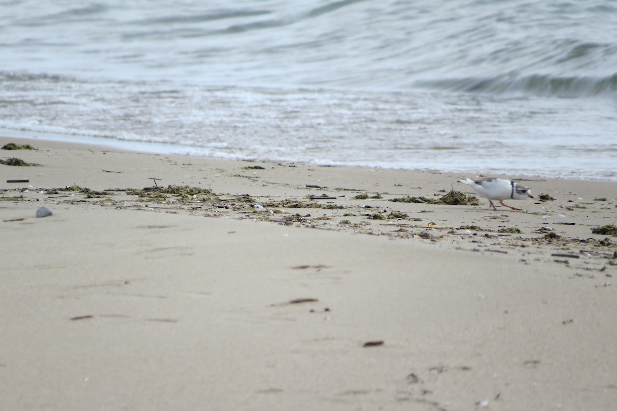 Piping Plover - ML497405291