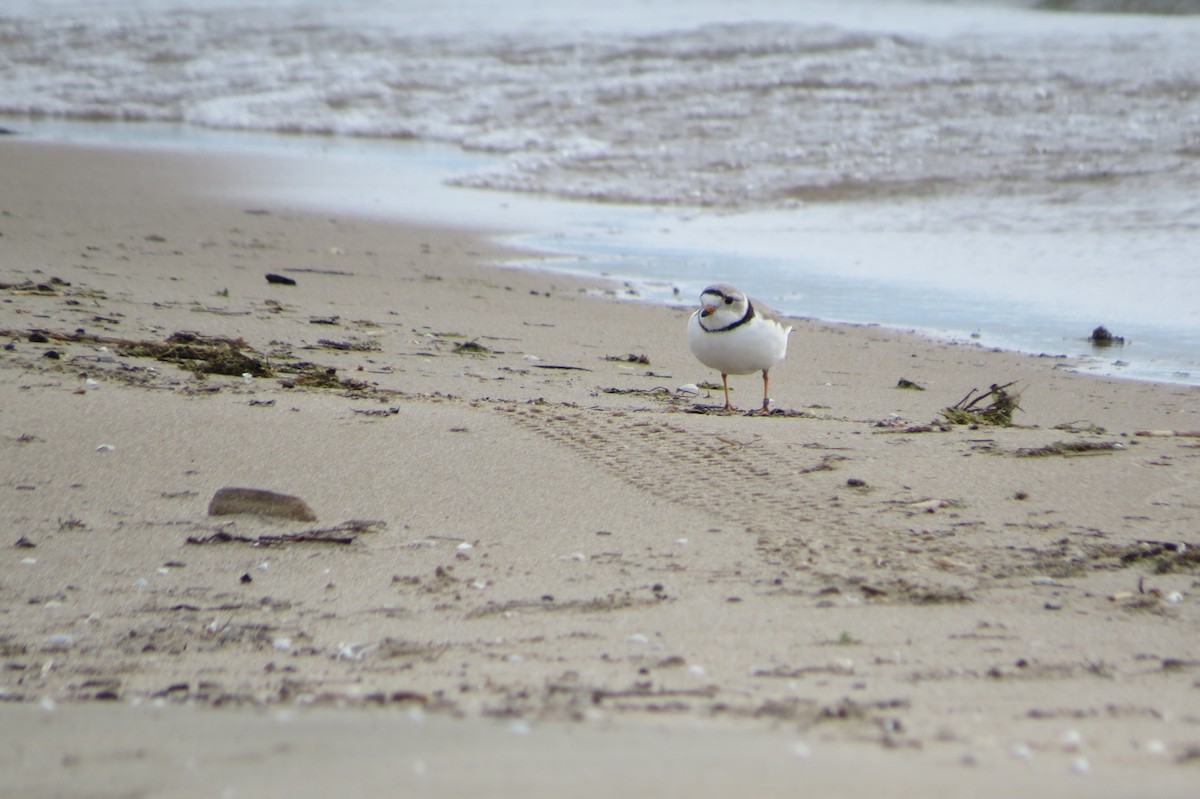 Piping Plover - ML497405301