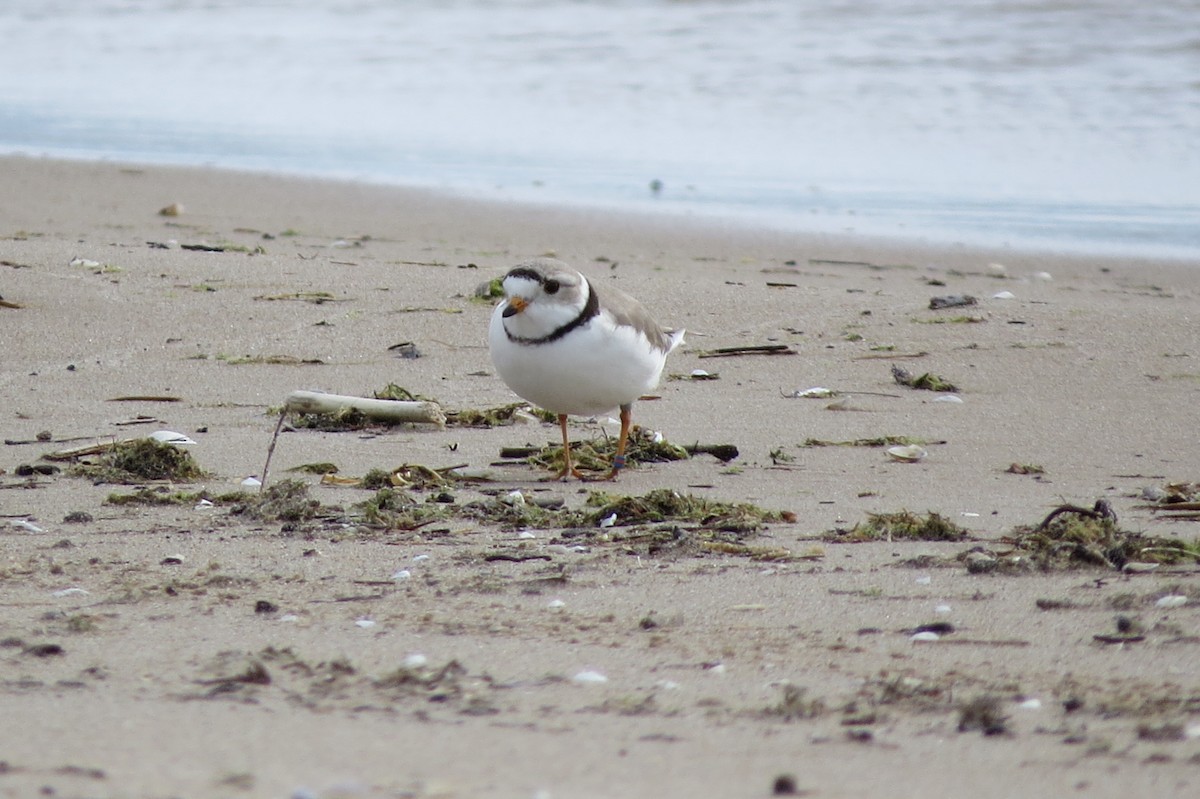 Piping Plover - ML497405311