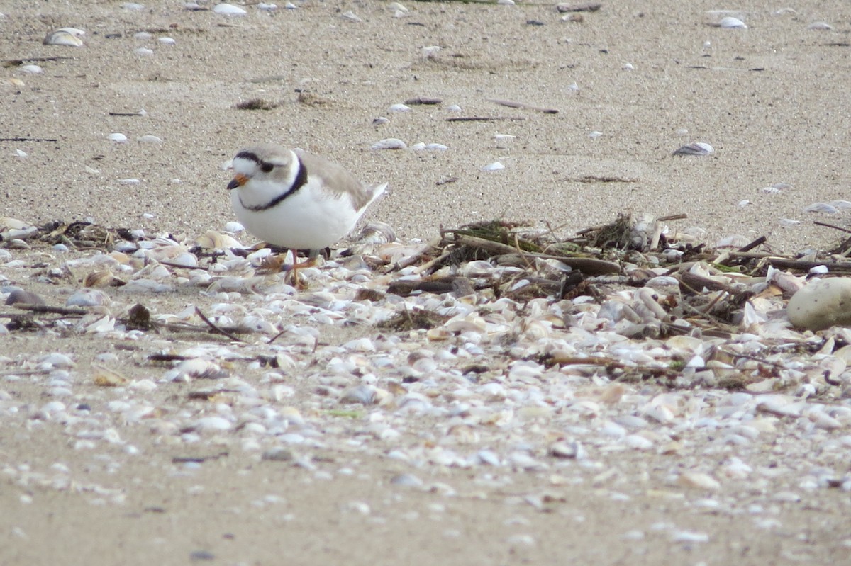 Piping Plover - ML497405321