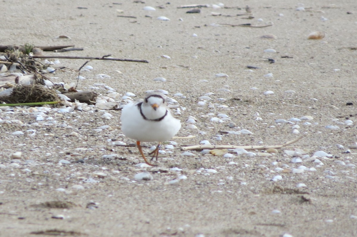 Piping Plover - ML497405341