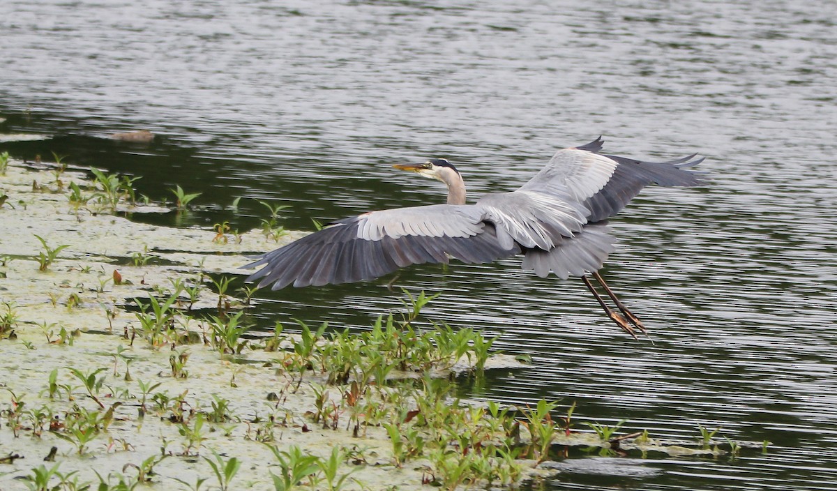 Great Blue Heron - ML497407341