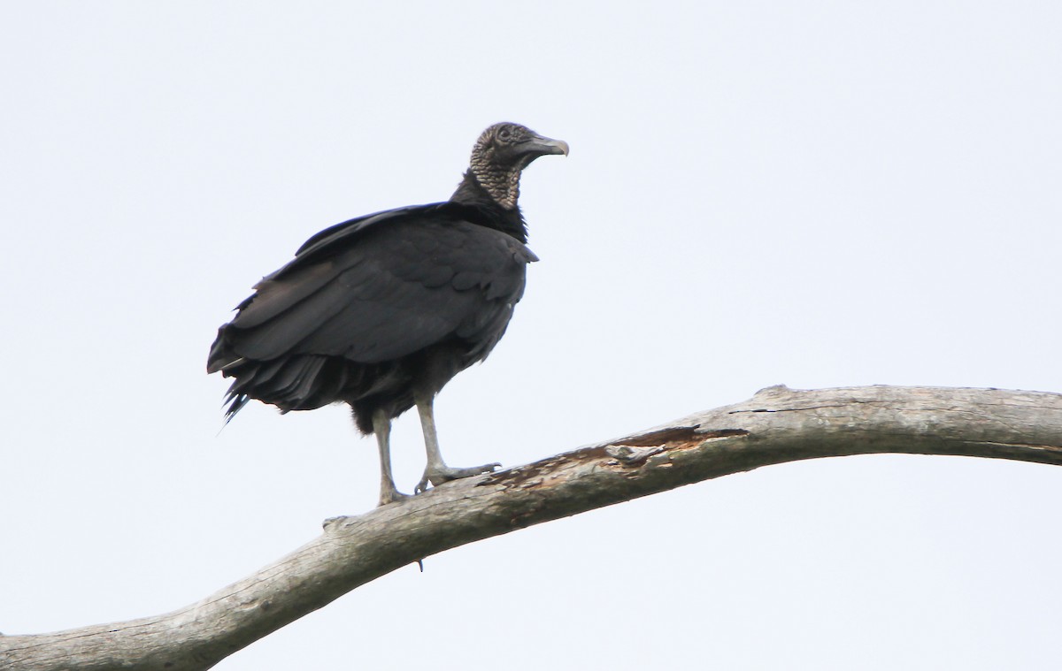 Black Vulture - ML497407411