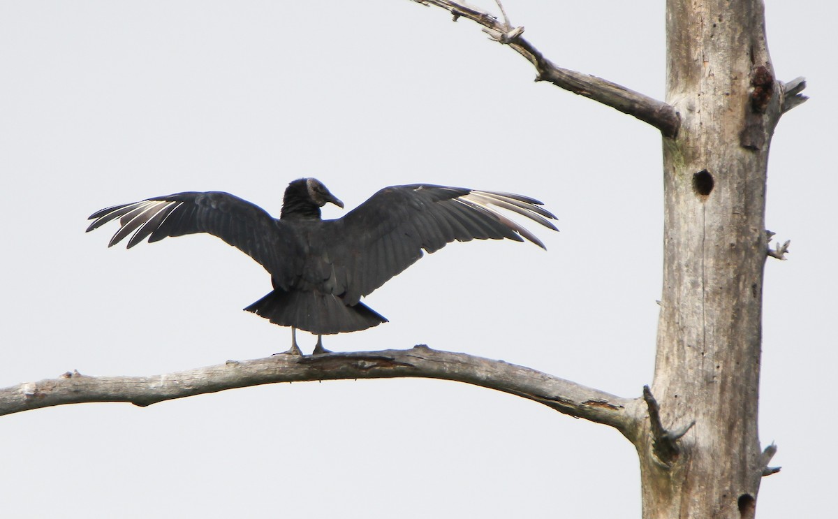 Black Vulture - ML497407421