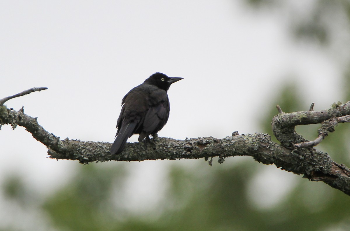 Common Grackle - ML497407581