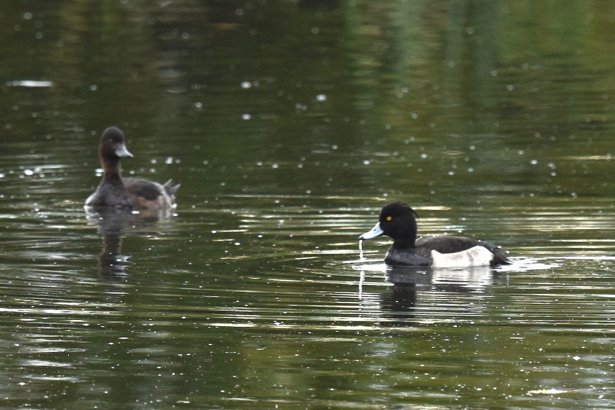 Tufted Duck - ML497408931