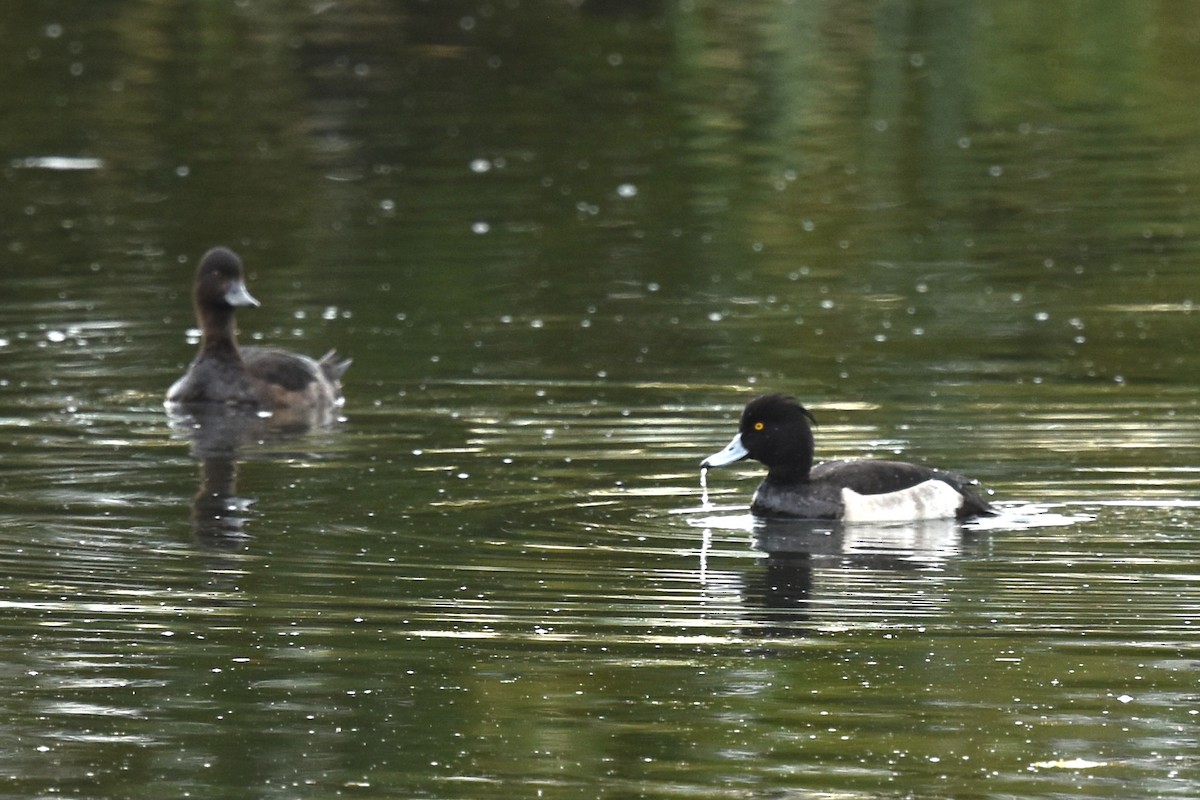 Tufted Duck - Blair Whyte