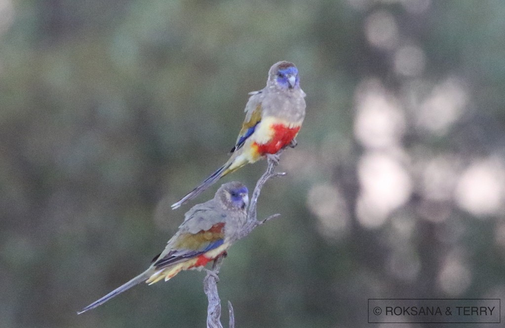 Greater Bluebonnet (Yellow-vented) - Roksana and Terry