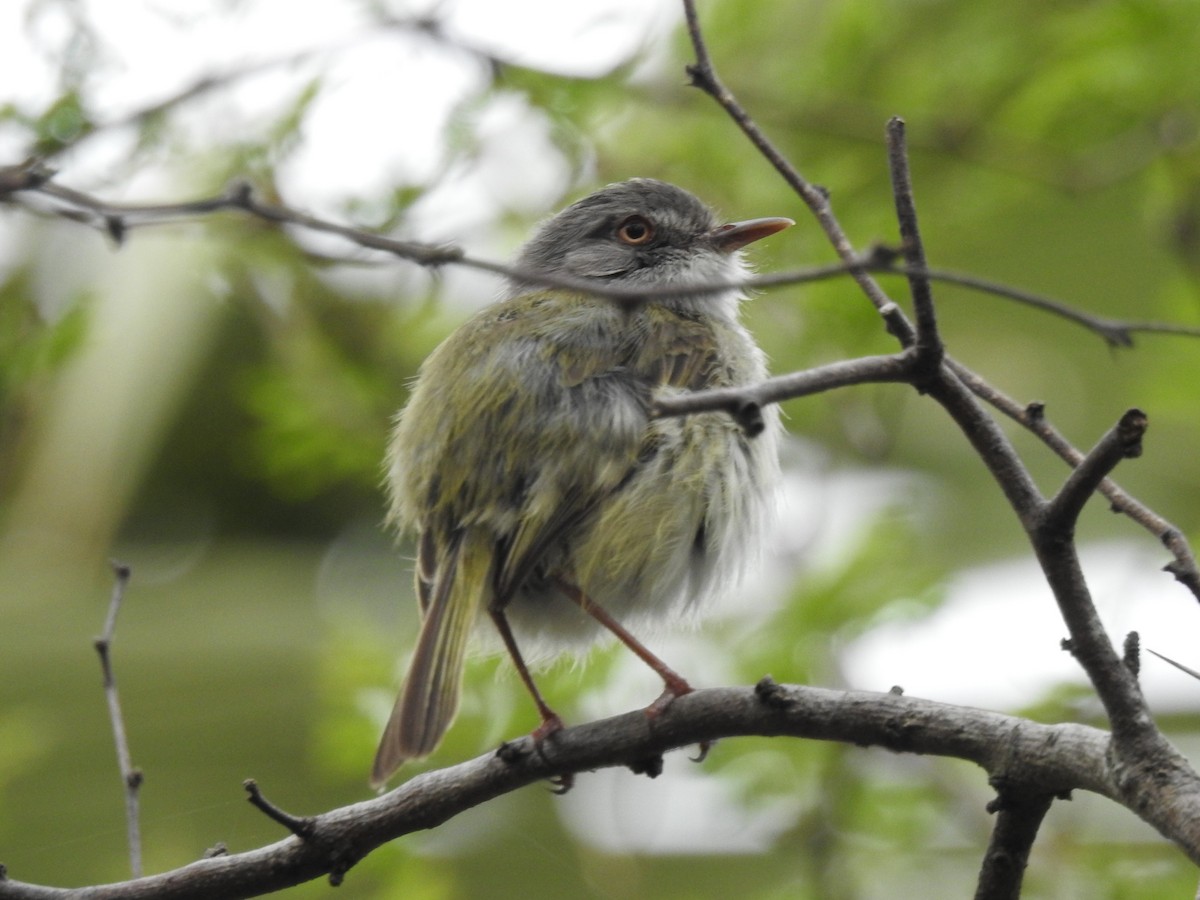 Pearly-vented Tody-Tyrant - Patricio Ramírez Llorens