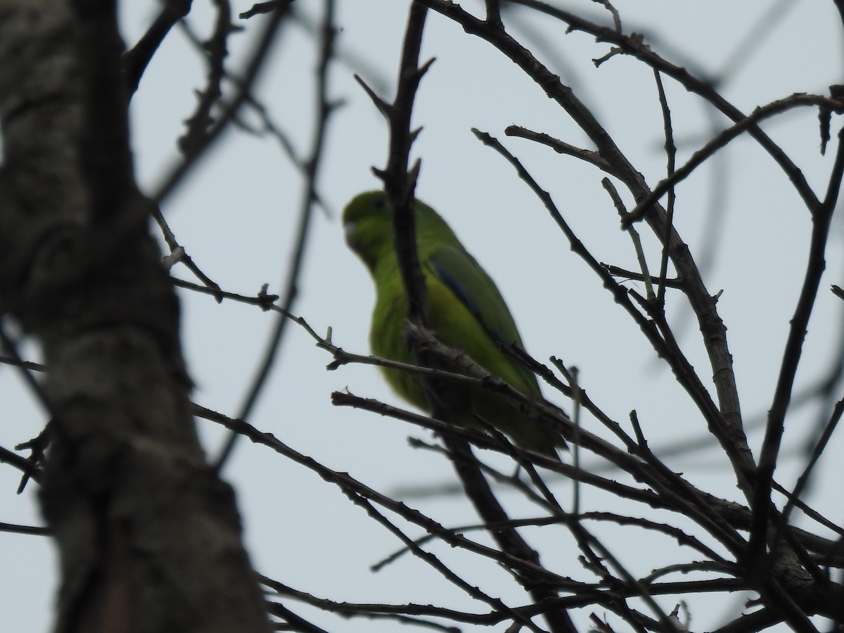 Cobalt-rumped Parrotlet - ML497410421