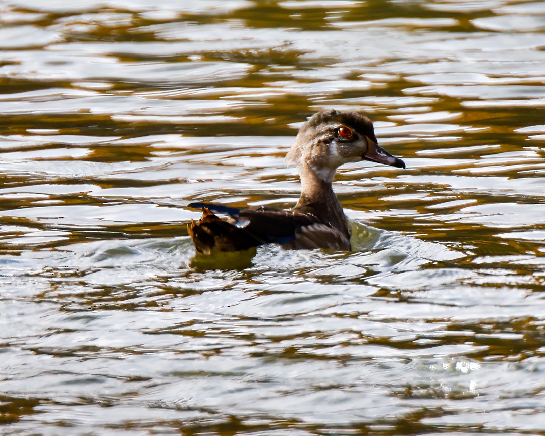 Wood Duck - ML497411831