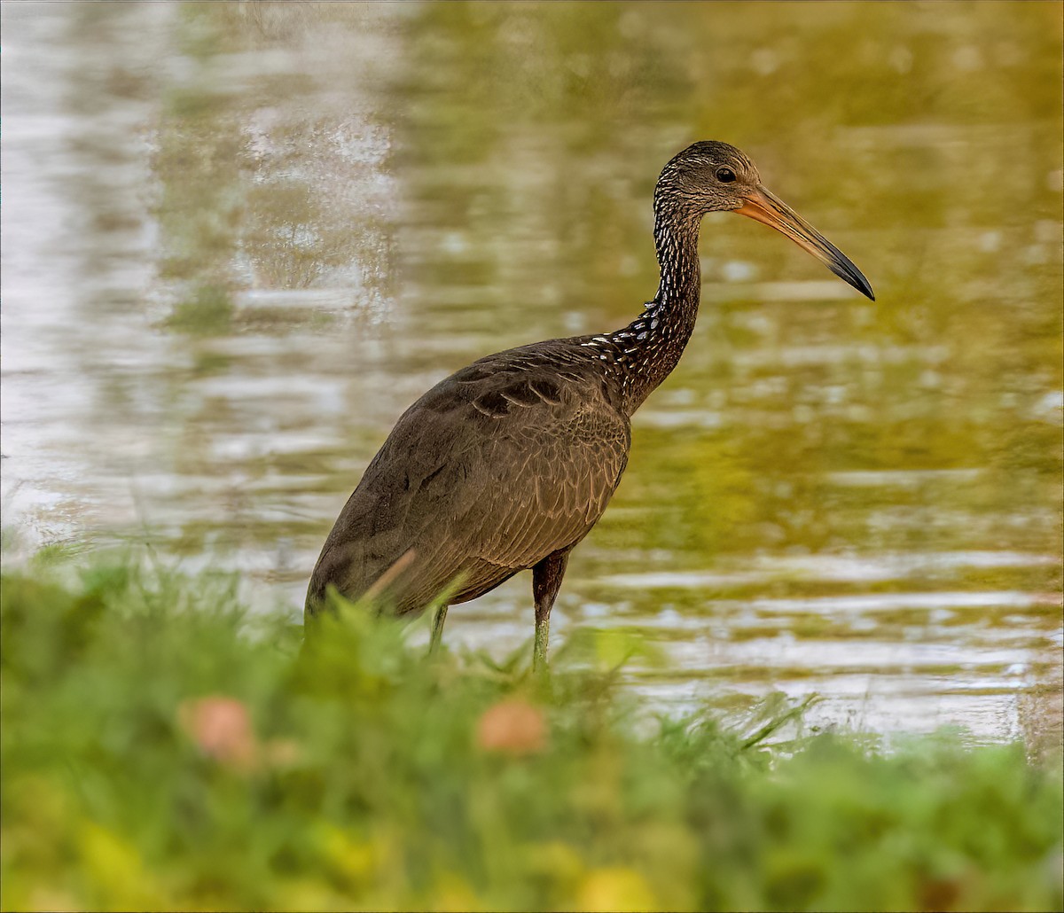 Limpkin - ML497411871