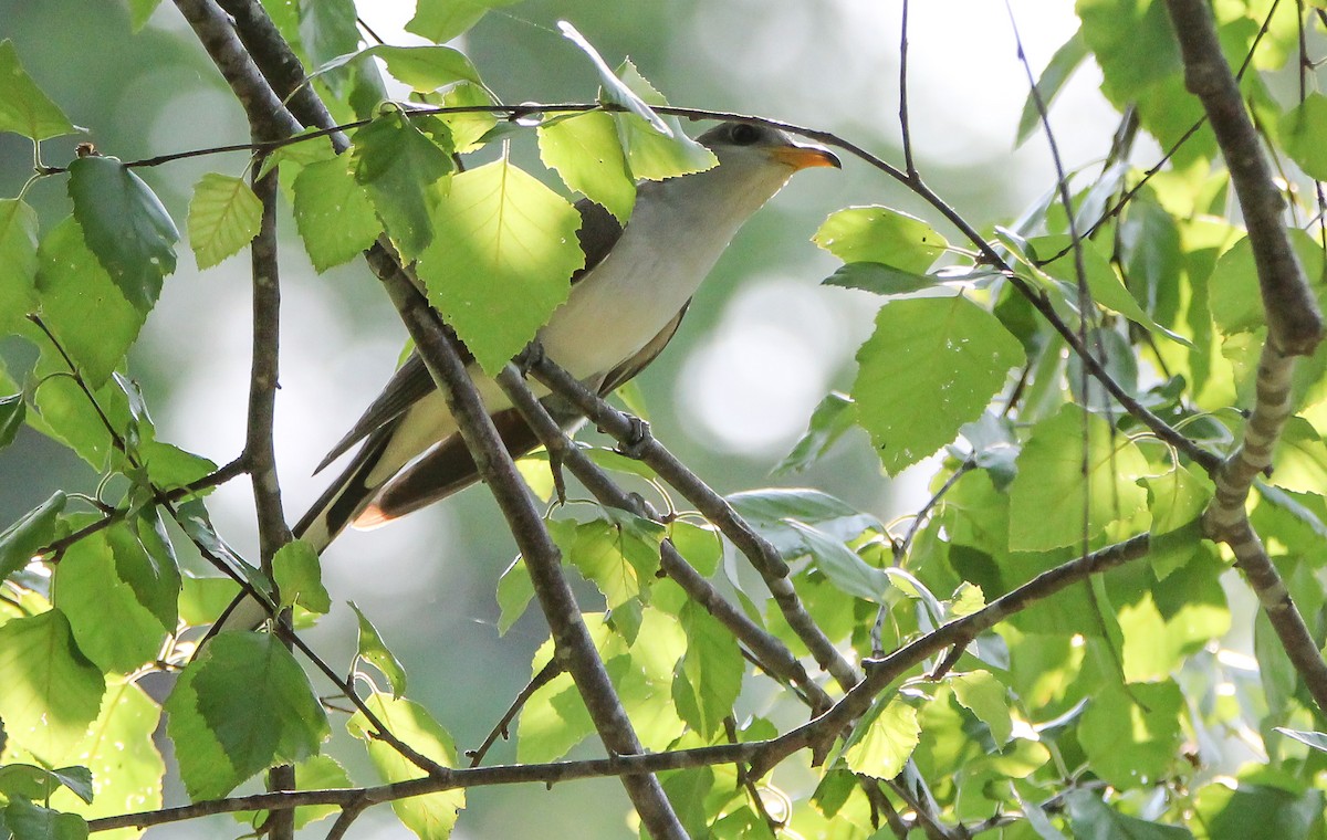 Yellow-billed Cuckoo - ML497413931