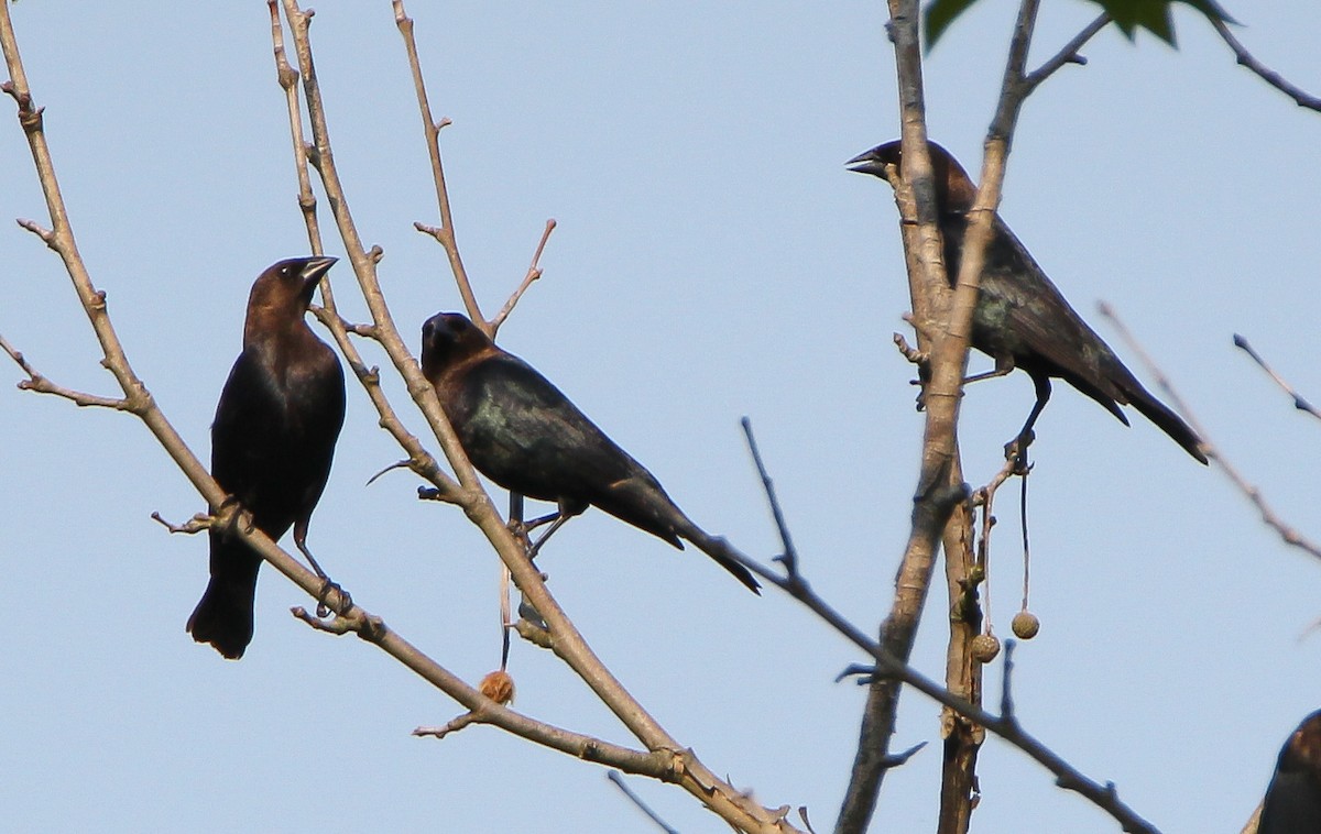 Brown-headed Cowbird - ML497414061