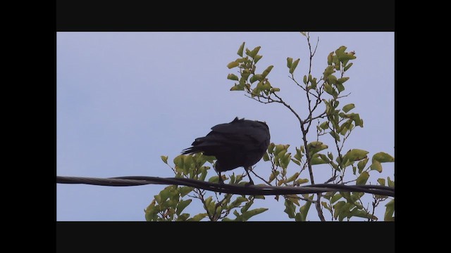 Fish Crow - ML497414991