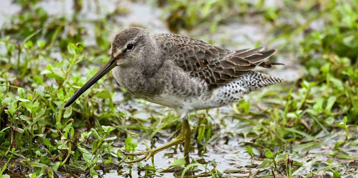 Long-billed Dowitcher - ML497416021