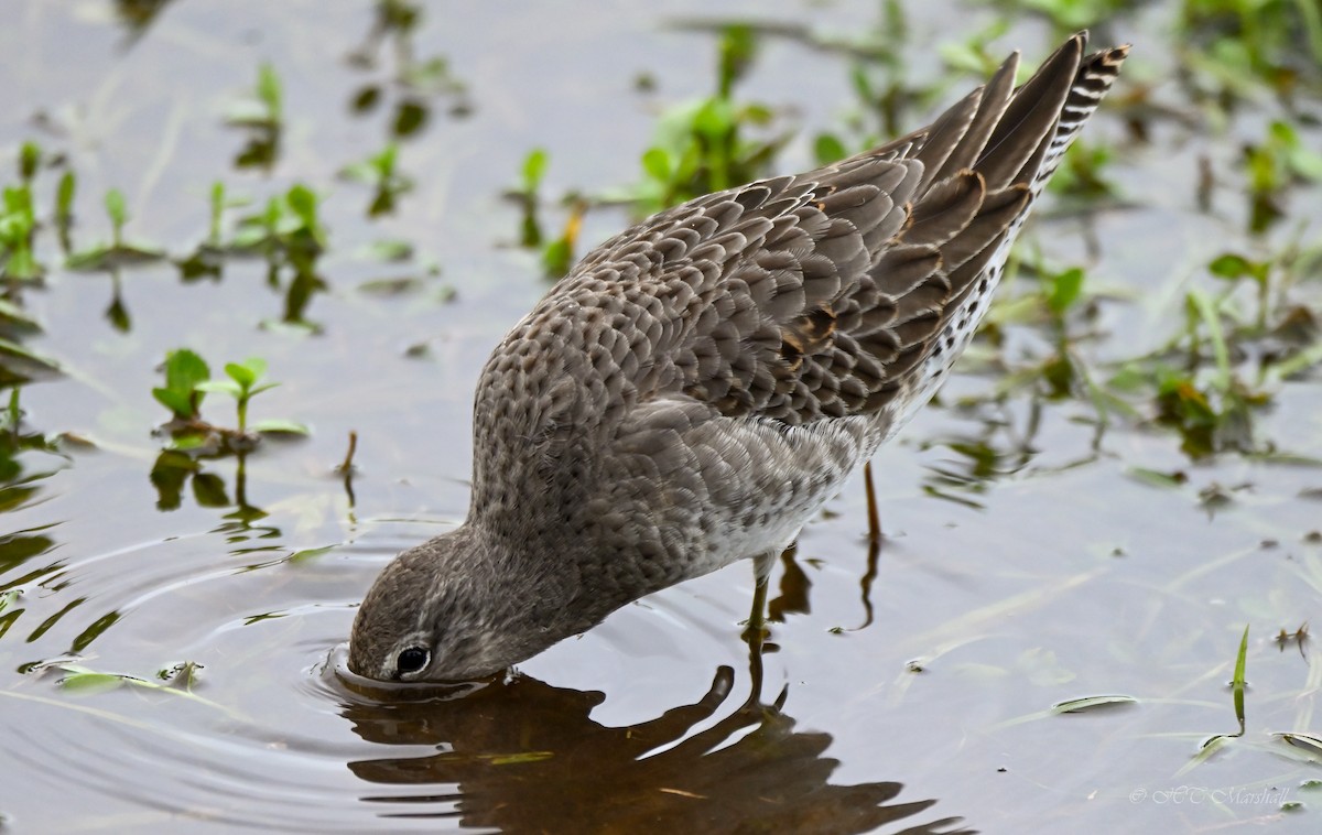 Long-billed Dowitcher - ML497416031