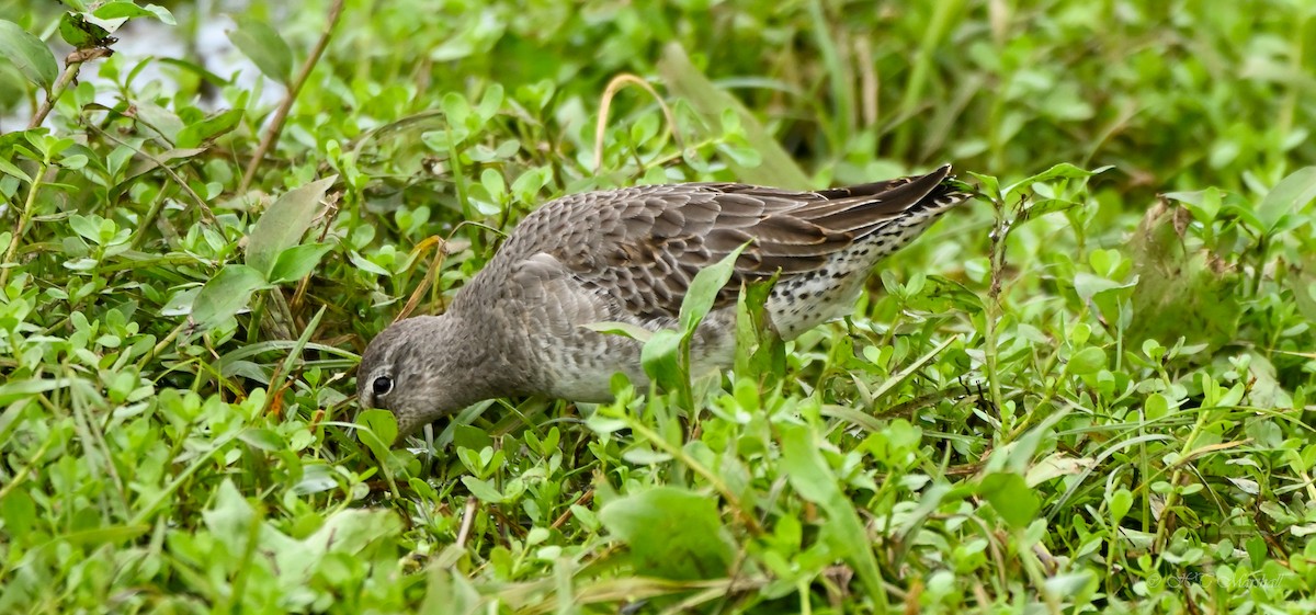 Long-billed Dowitcher - ML497416041